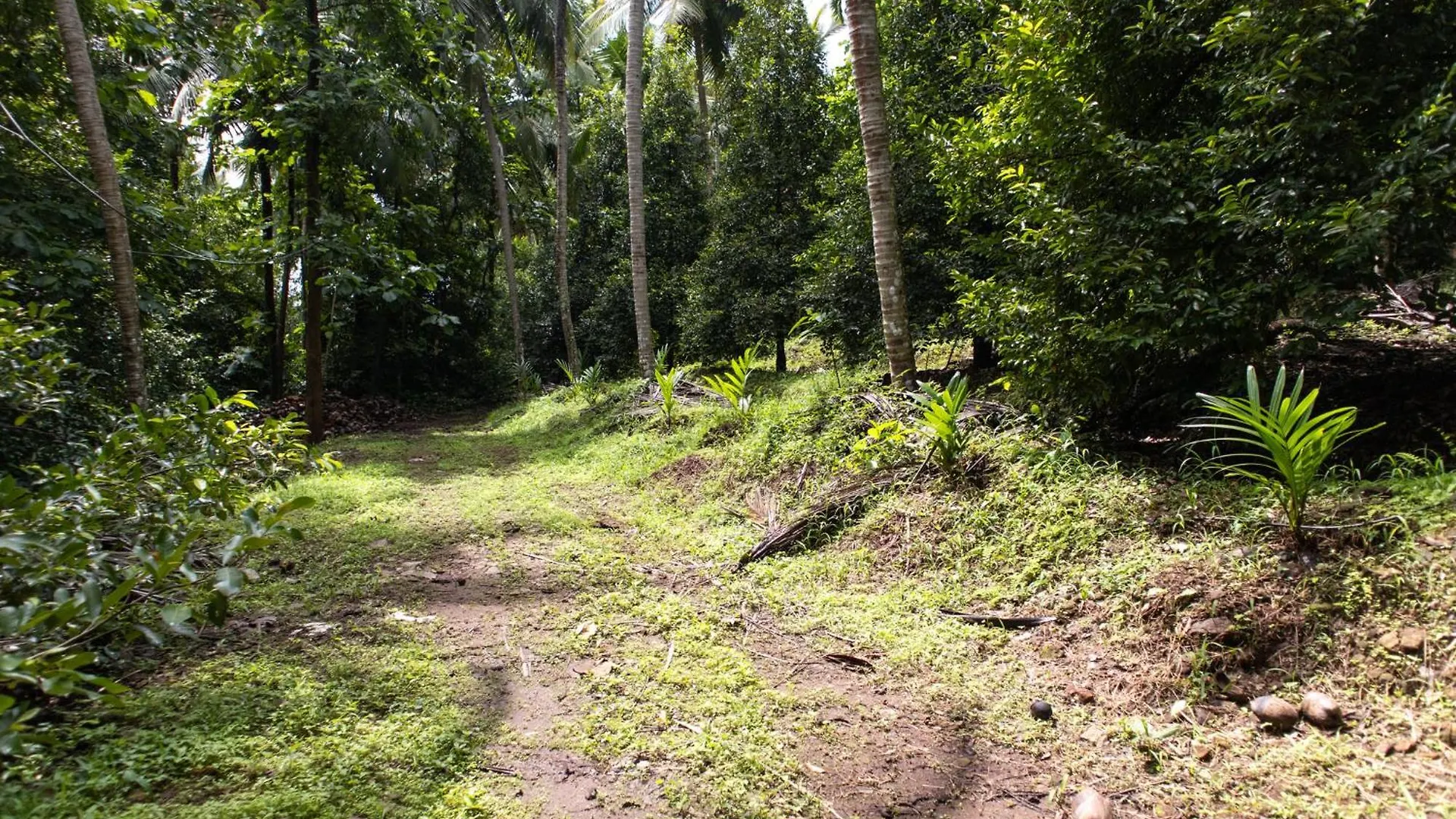 Nutmeg Farmstay With Pool, Vadakkencherry, Palakkad Vadakkancheri India
