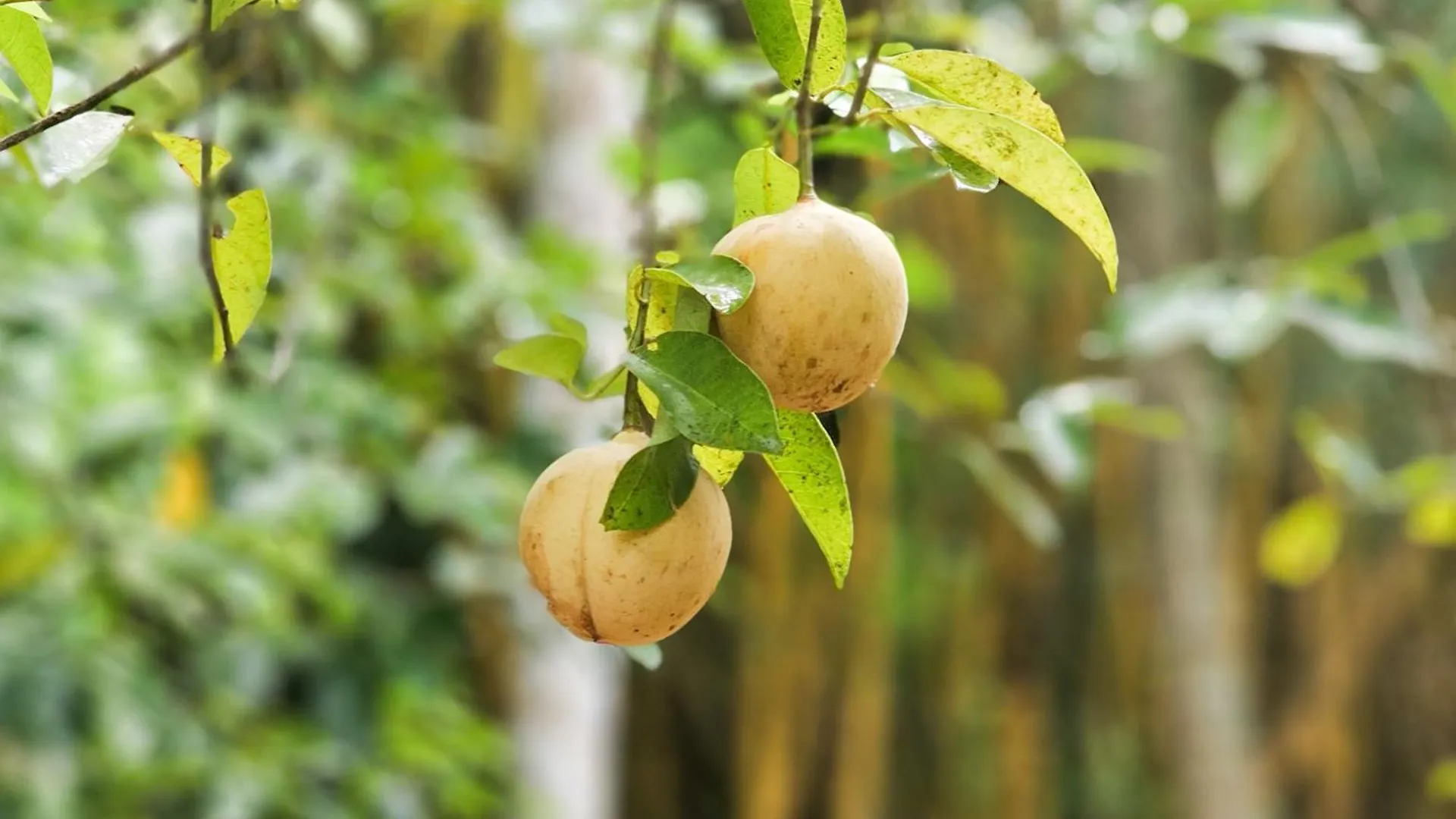 Holiday home Nutmeg Farmstay With Pool, Vadakkencherry, Palakkad Vadakkancheri India