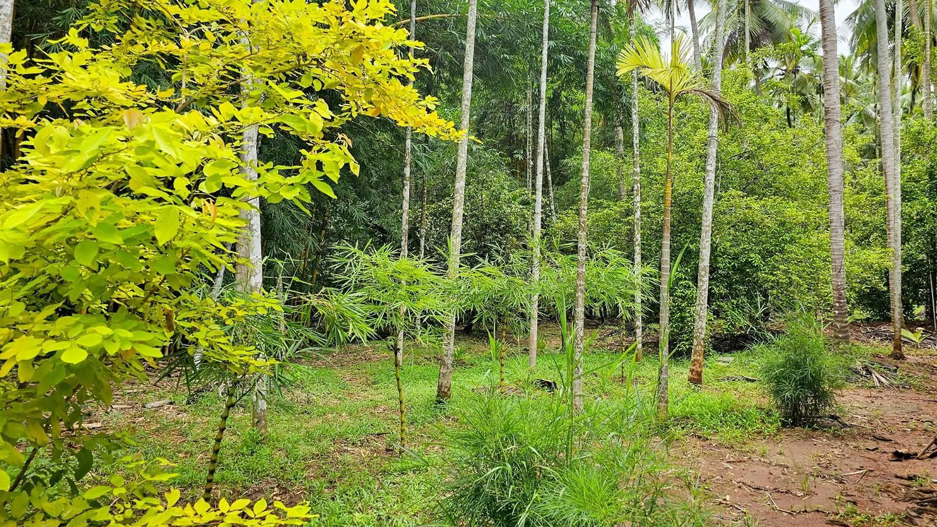 Nutmeg Farmstay With Pool, Vadakkencherry, Palakkad Vadakkancheri